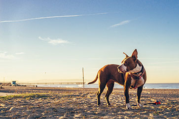 Dogs Trust USA - LA Launch.jpg